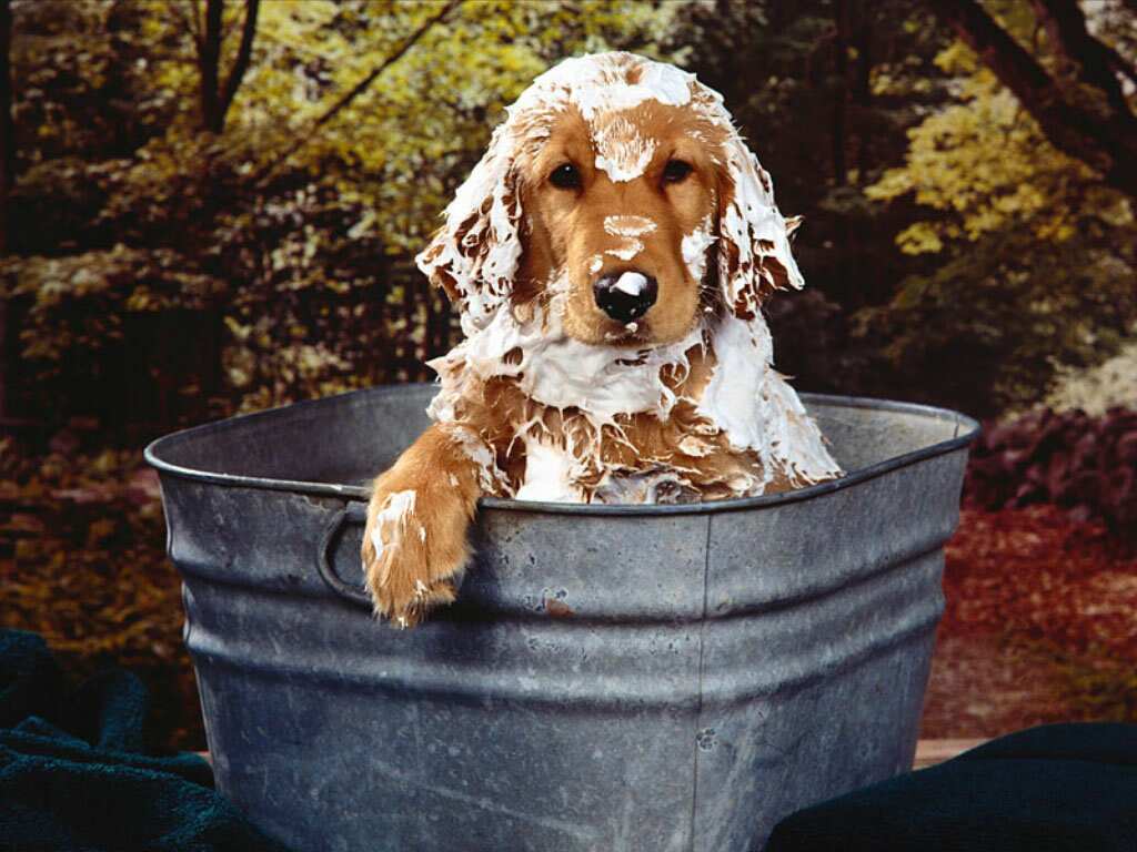 CÃO TOMANDO BANHO