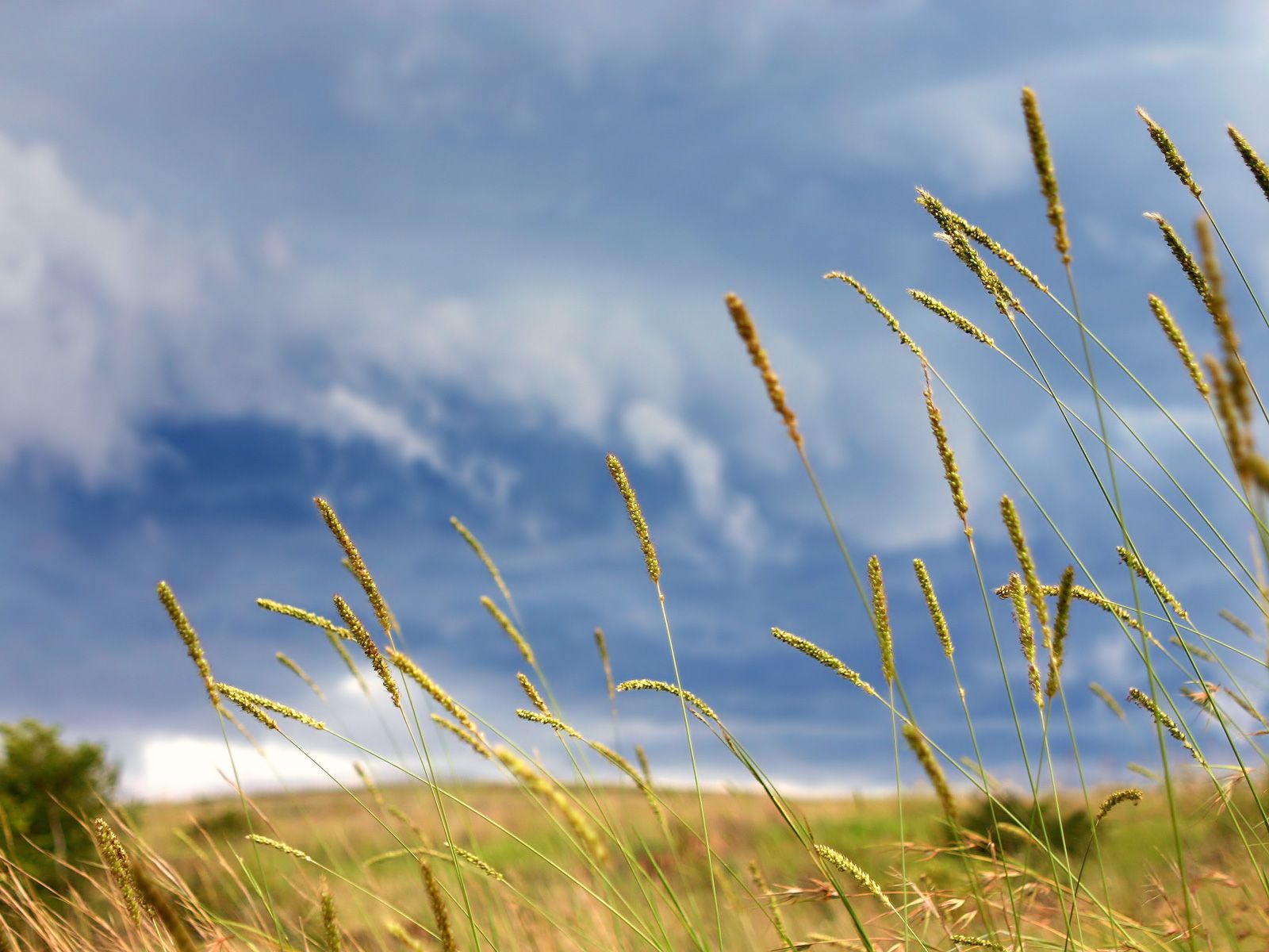 Fotos de Natureza: Trigo