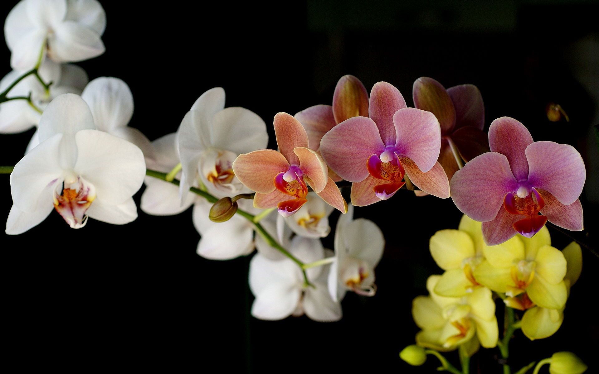 orquidea--coloridas_7432_1920x1200.jpg