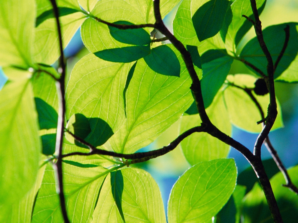 DEFINICION PLANTA LUMINOSA definicion planta luminosa: