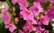 'Flores Lil�s' papel de parede, imagem gr�tis