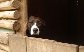Papel de Parede Cão Pensando Papel de Parede Cão Pensando