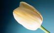'Tulipa creme' papel de parede, imagem gr�tis
