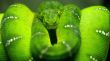 'Cobra' papel de parede, imagem gr�tis