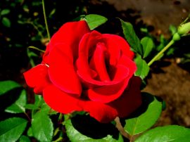 Papel de parede 'Rosa Vermelha'