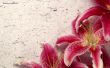 'Orqu�dea' papel de parede, imagem gr�tis