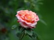 'Rosa' papel de parede, imagem gr�tis