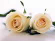 'Par de Rosas' papel de parede, imagem gr�tis