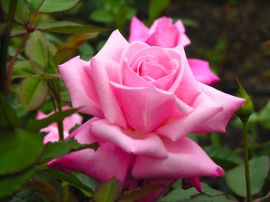 Papel de parede 'Rosa'