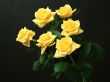 'Seis Rosas' papel de parede, imagem gr�tis