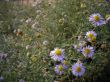 'Pequenas flores' papel de parede, imagem gr�tis