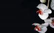 'Orqu�dea Branca' papel de parede, imagem gr�tis