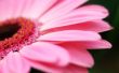 'Flor Rosa' papel de parede, imagem gr�tis