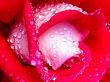 'Rosa' papel de parede, imagem gr�tis