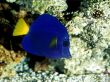 'Peixe Azul' papel de parede, imagem gr�tis