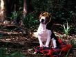 'Cachorro' papel de parede, imagem gr�tis