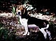 'Cachorro #2' papel de parede, imagem gr�tis