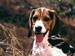 'Cachorro #3' papel de parede, imagem gr�tis
