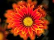 'Flor Vermelha' papel de parede, imagem gr�tis