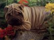 'Cachorro' papel de parede, imagem gr�tis
