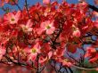 'Flores' papel de parede, imagem gr�tis
