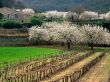 'Fazenda' papel de parede, imagem gr�tis