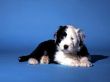 'Cachorro' papel de parede, imagem gr�tis