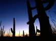 'Cactus' papel de parede, imagem gr�tis