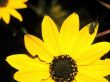 'Flor Amarela' papel de parede, imagem gr�tis