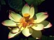 'Flor Ex�tica' papel de parede, imagem gr�tis