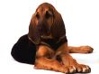 'Cachorro' papel de parede, imagem gr�tis