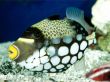 'Peixe' papel de parede, imagem gr�tis