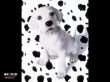 '102 D�lmatas' papel de parede, imagem gr�tis