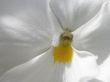 'Branca' papel de parede, imagem gr�tis