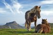 'Cavalos na montanha' papel de parede, imagem gr�tis