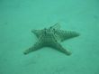 'Estrela do mar 2' papel de parede, imagem gr�tis
