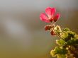 'Pequena Flor' papel de parede, imagem gr�tis