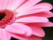 'G�rbera cor-de-rosa' papel de parede, imagem gr�tis