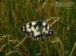 'Borboleta - Salmo 113' papel de parede, imagem gr�tis