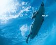 'Garota Surfista' papel de parede, imagem gr�tis
