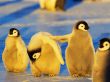 'Amigo Pinguin' papel de parede, imagem gr�tis