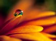 'Pequena gota' papel de parede, imagem gr�tis