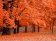 'Outono laranja' papel de parede, imagem gr�tis