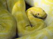 'Cobra amarela' papel de parede, imagem gr�tis