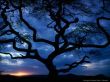 '�rvore ao por-do-sol' papel de parede, imagem gr�tis