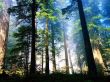 'Floresta ao sol' papel de parede, imagem gr�tis