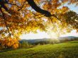 '�rvore ao amanhecer' papel de parede, imagem gr�tis