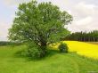 '�rvore verde' papel de parede, imagem gr�tis
