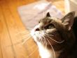 'Gato ao sol' papel de parede, imagem gr�tis