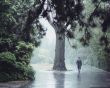 'Andando na chuva' papel de parede, imagem gr�tis